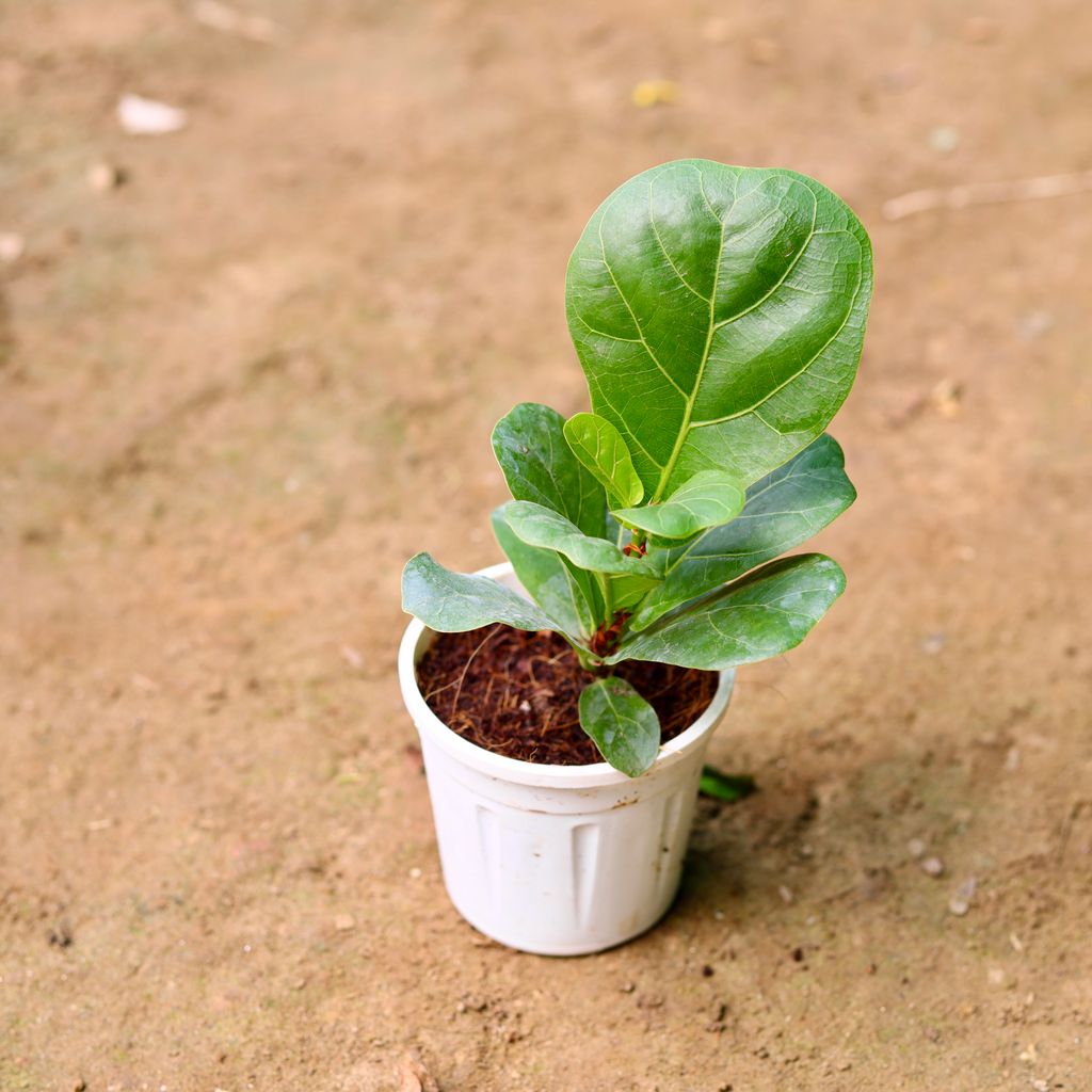 Fiddle Leaf / Ficus Lyrata  in 4 Inch Nursery Pot