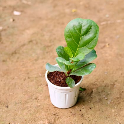 Buy Fiddle Leaf / Ficus Lyrata  in 4 Inch Nursery Pot Online | Urvann.com