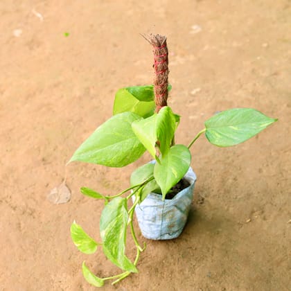 Buy Money Plant Green with (~ 2 Ft) Moss stick in 5 Inch Nursery Bag Online | Urvann.com