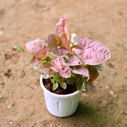 Buy Syngonium Pink Big Leaf in 4 Inch White Nursery Pot Online | Urvann.com