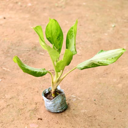 Buy Aglaonema Emerald Bay in 5 Inch Nursery Bag Online | Urvann.com