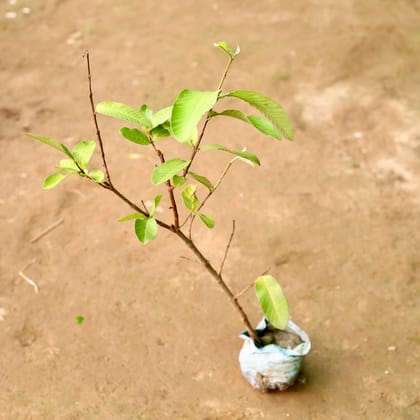 Buy Amrood / Guava  in 5 Inch Nursery Bag Online | Urvann.com