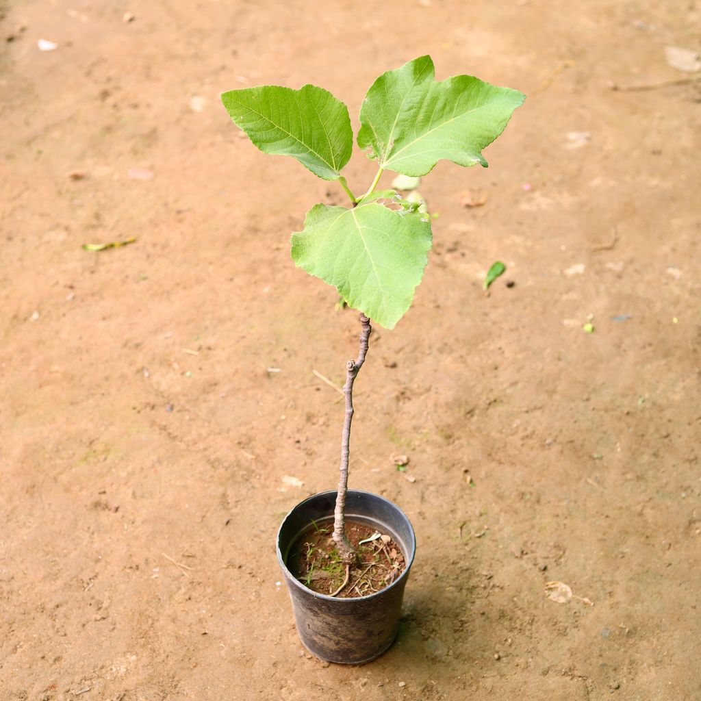 Anjeer / Fig in 6 Inch Nursery Pot