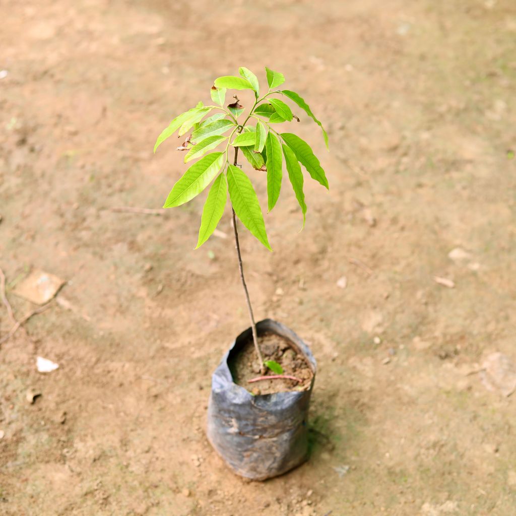 Ashok Pendula in 7 Inch Nursery Bag