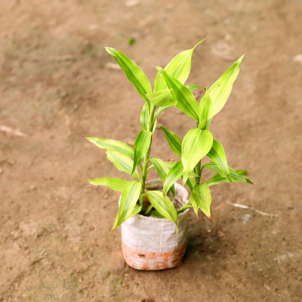 Golden Bamboo in 5 Inch Nursery Bag