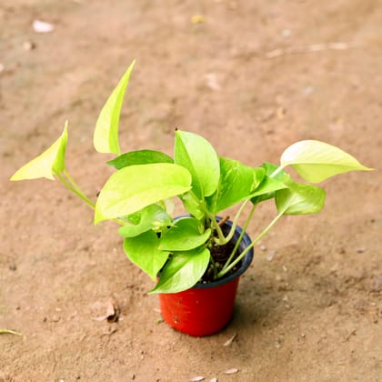 Buy Golden Money Plant in 4 Inch Nursery Pot Online | Urvann.com