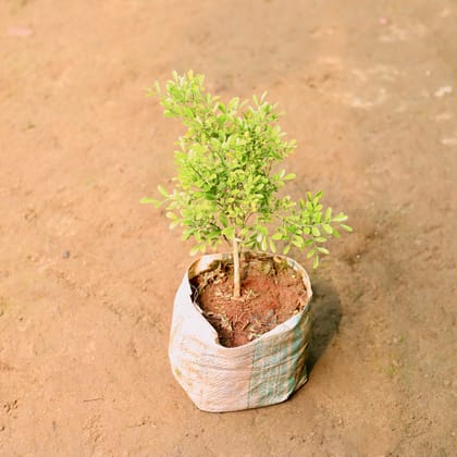 Buy Madhu Kamini / Murraya Dwarf in 7 Inch Nursery Bag Online | Urvann.com