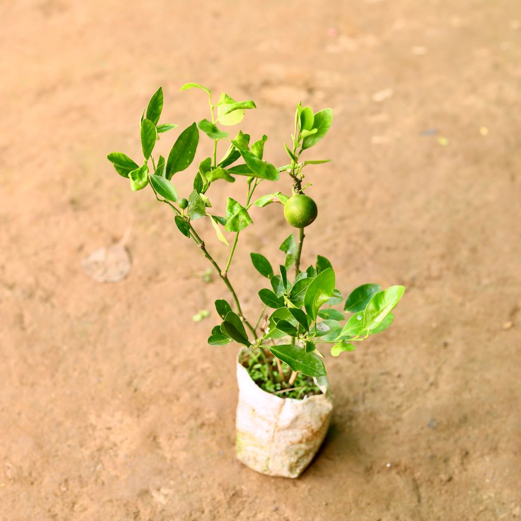 China Orange / Narangi in 5 Inch Nursery Bag