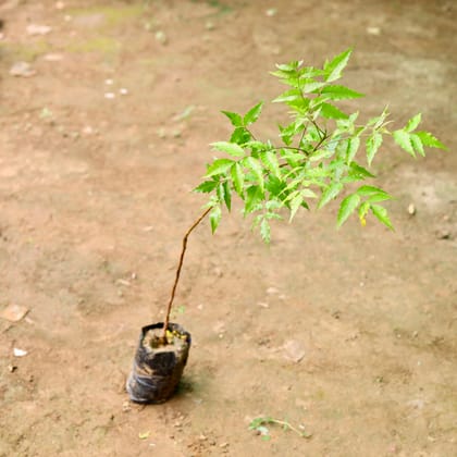 Buy Neem in 7 Inch Nursery Bag Online | Urvann.com