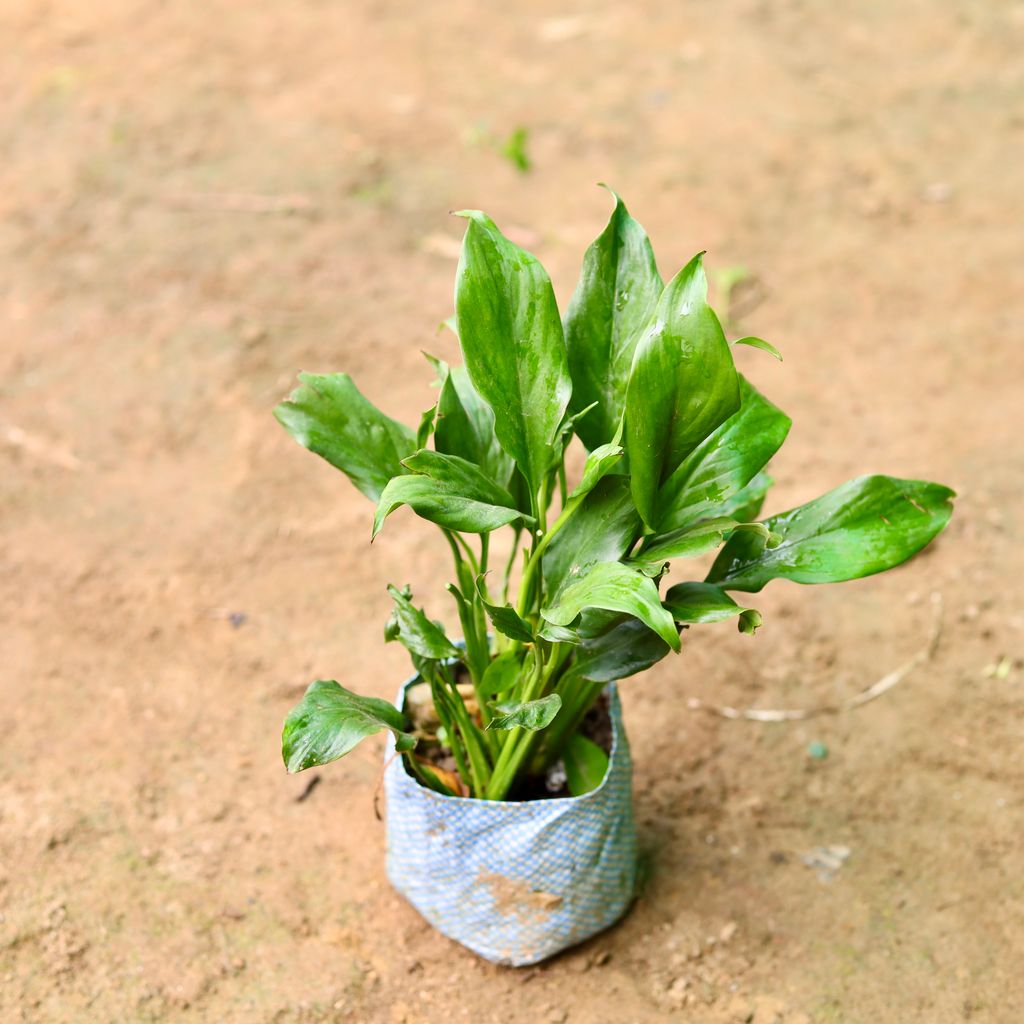 Peace Lily in 5 Inch Nursery Bag