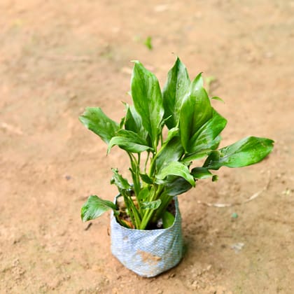 Buy Peace Lily in 5 Inch Nursery Bag Online | Urvann.com