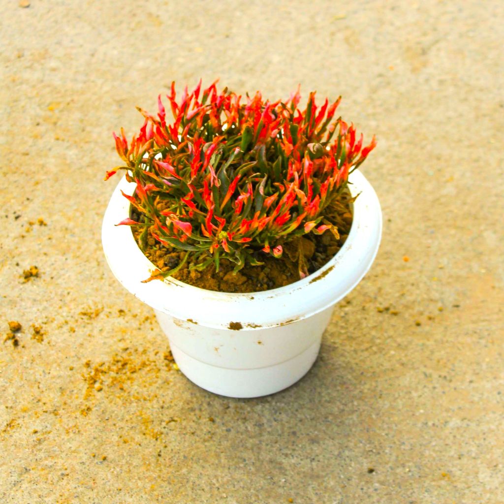 Alternanthera Red in 6 Inch Classy White Plastic Pot