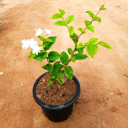 Mogra/Motia Jasmine all season pune variety in 6 Inch Nursery Pot