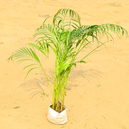 Areca Palm (~ 4 Ft) in 6 Inch Nursery Bag
