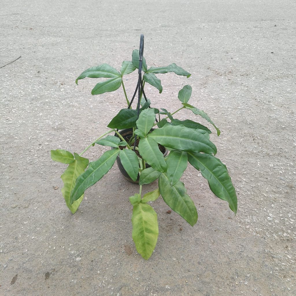 Schefflera Leucantha in 6 Inch Black Hanging Basket