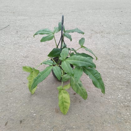 Buy Schefflera Leucantha in 6 Inch Black Hanging Basket Online | Urvann.com