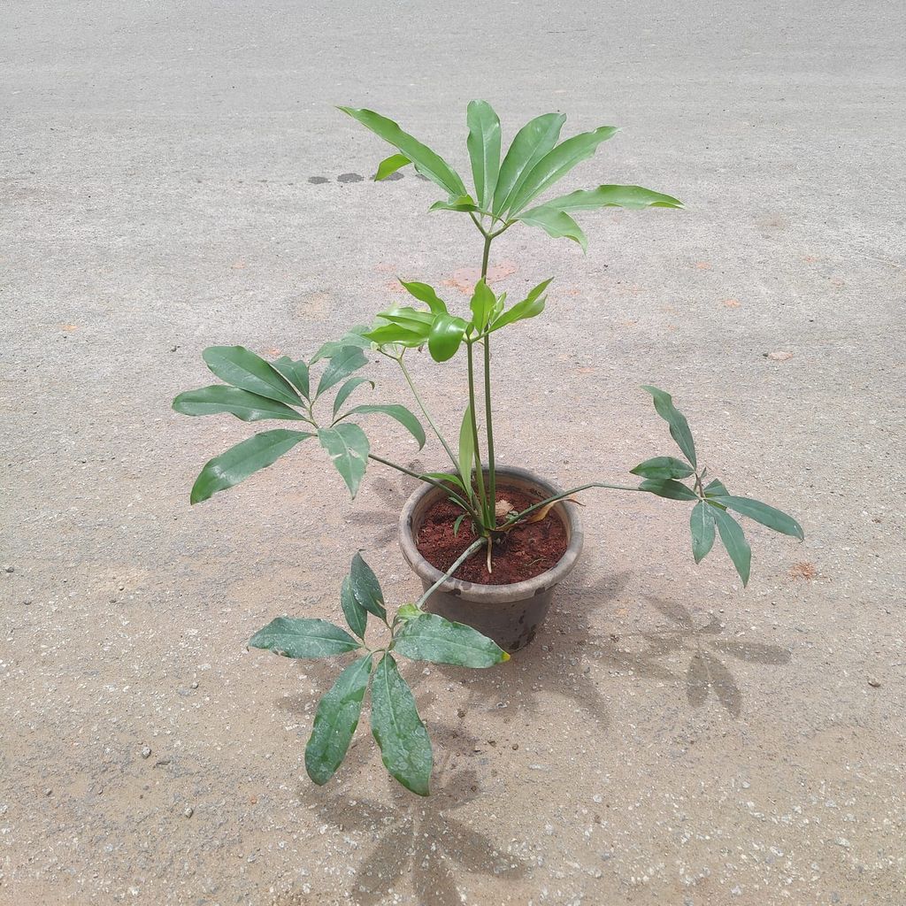 Schefflera Leucantha in 8 Inch Nursery Pot