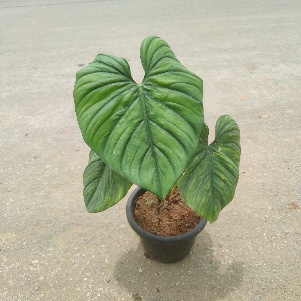 Philodendron Green in 8 Inch Nursery Pot