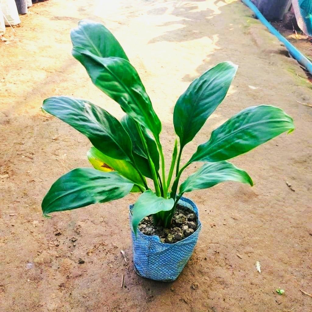 Peace Lily in 5 Inch Nursery Bag