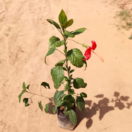 Hibiscus / Desi Gudhal Red in 4 Inch Nursery Bag