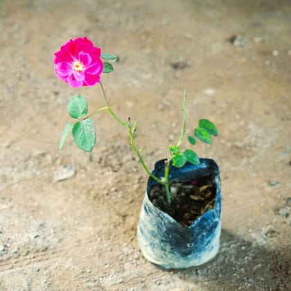 Desi Rose in 4 Inch Nursery Bag