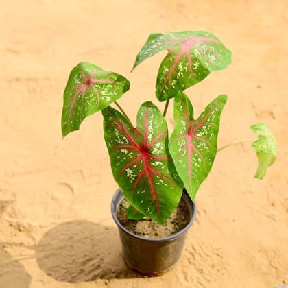 Caladium / Heart of Jesus Red in 6 Inch Nursery Pot - Rare Exotic Indoor Plant