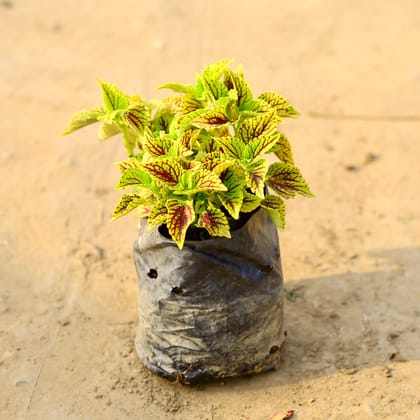 Coleus Green (any design) in 5 Inch Nursery Bag