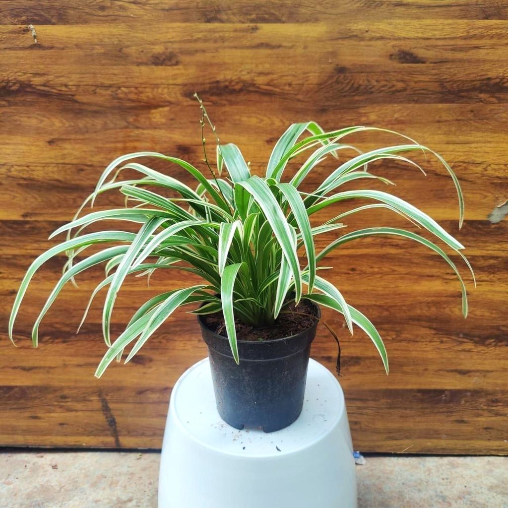 Spider Plant in 5 inch Nursery Pot