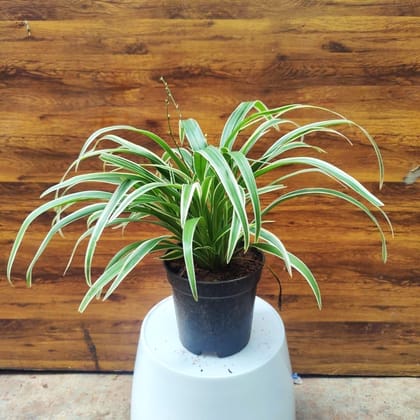 Spider Plant in 5 inch Nursery Pot