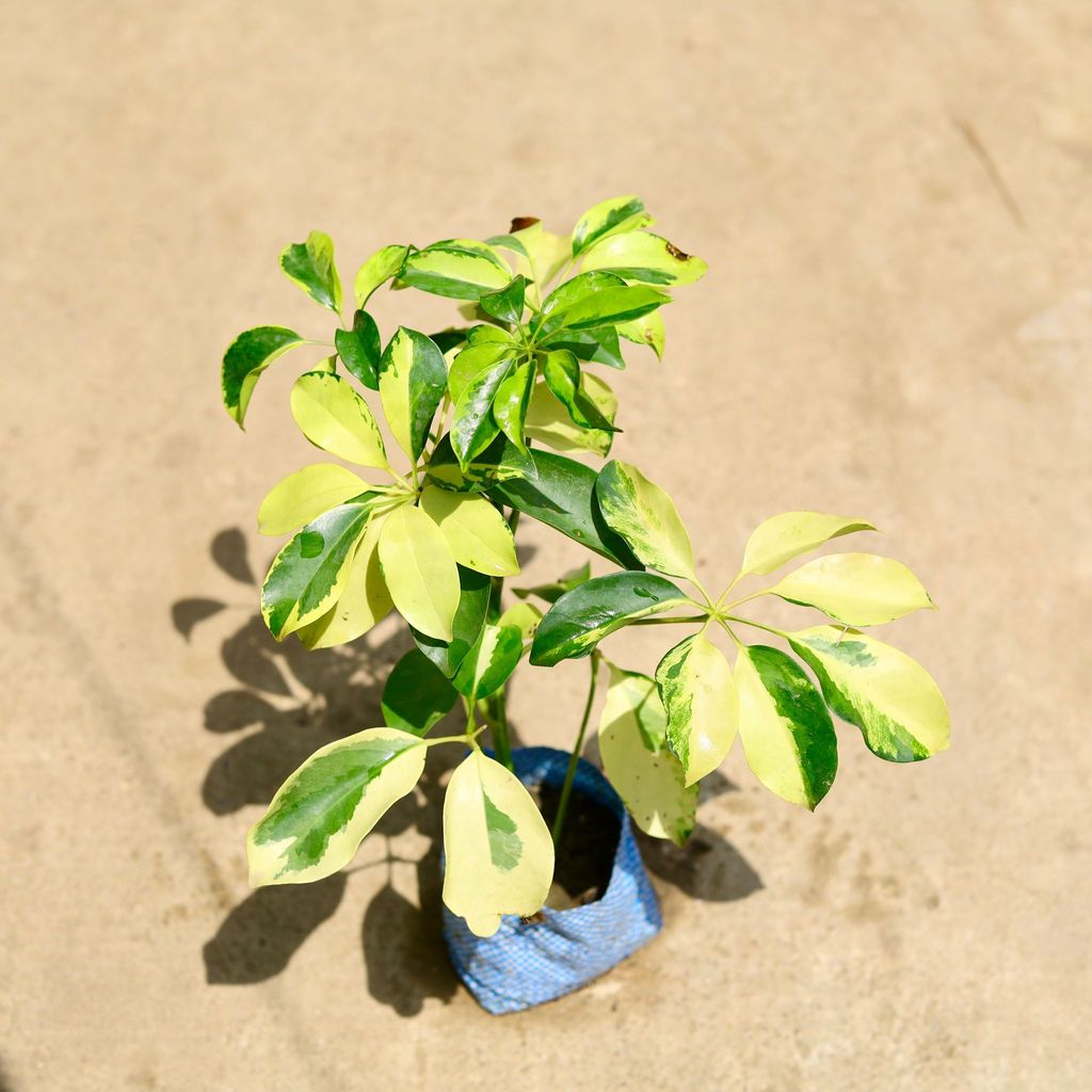 Schefflera Variegated in 5 Inch Nursery Bag