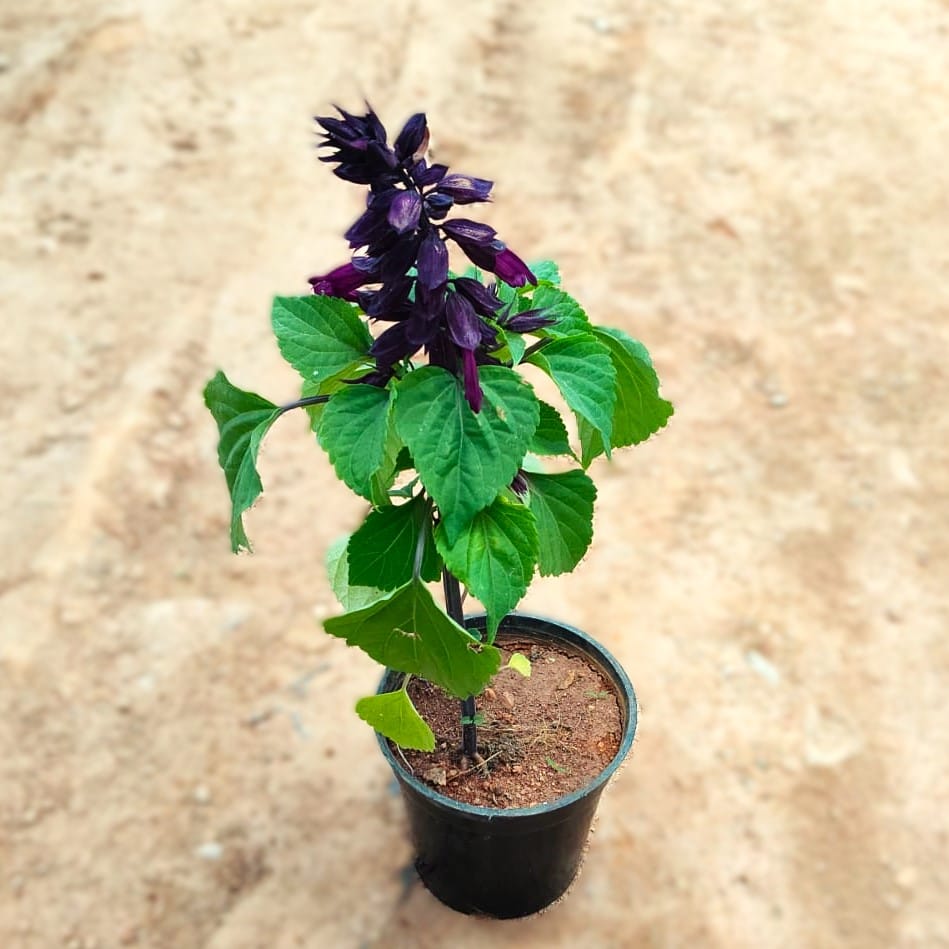 Celosia / Cockscomb Purple in 4 Inch Nursery Pot