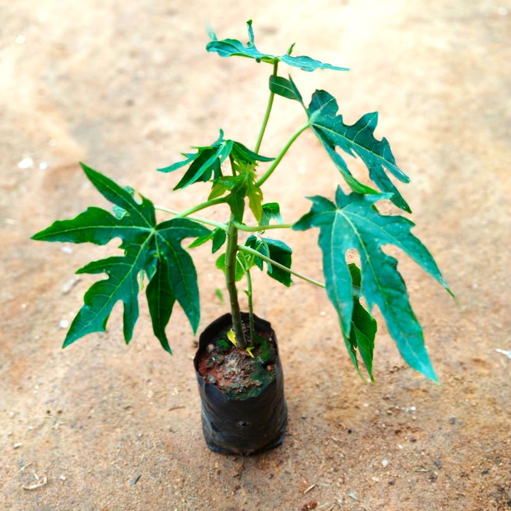 Papaya Plant in 4 Inch Nursery Bag