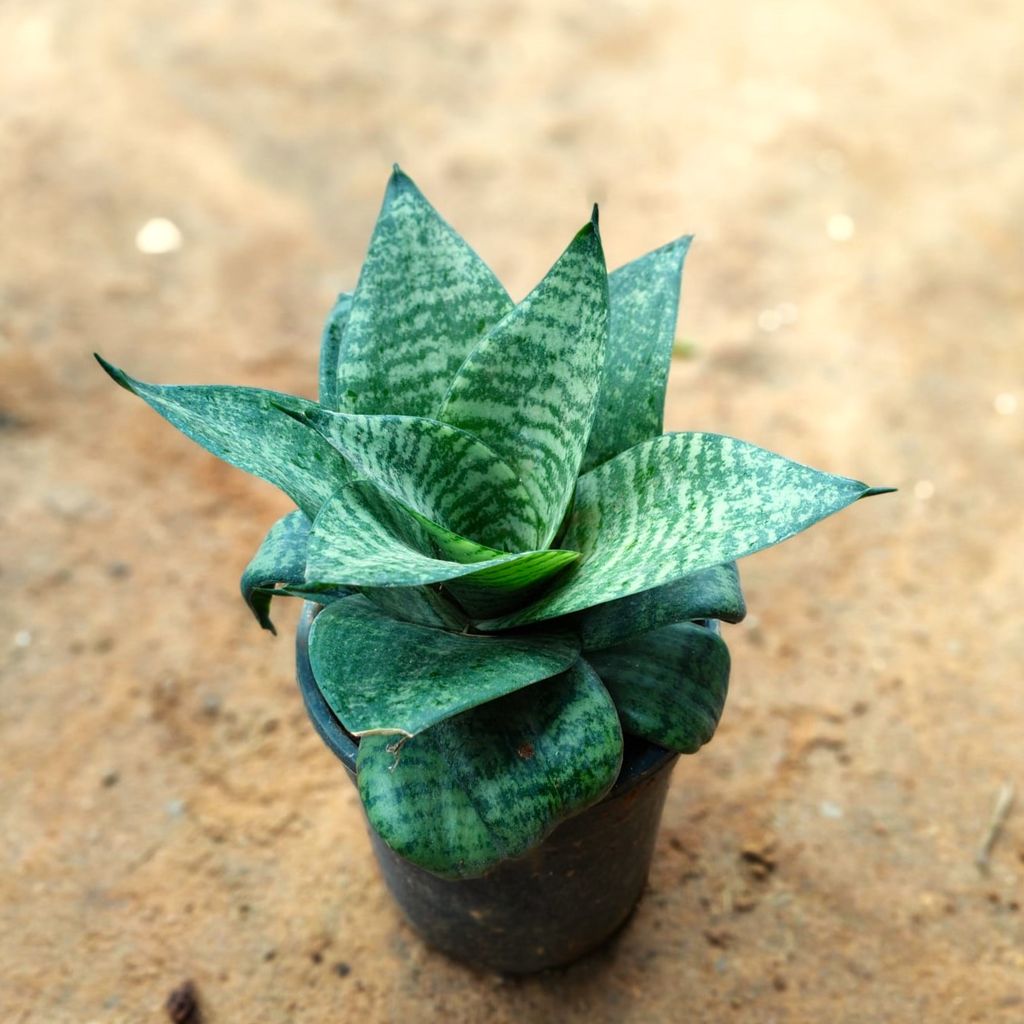 Snake Green in 5 Inch Nursery Pot