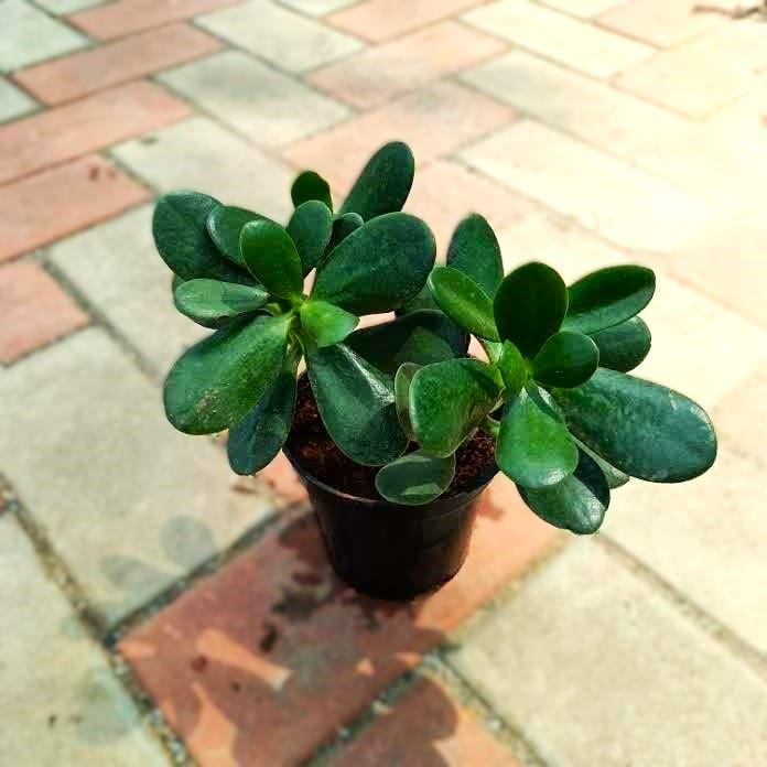 Crassula in 4 Inch Nursery Pot