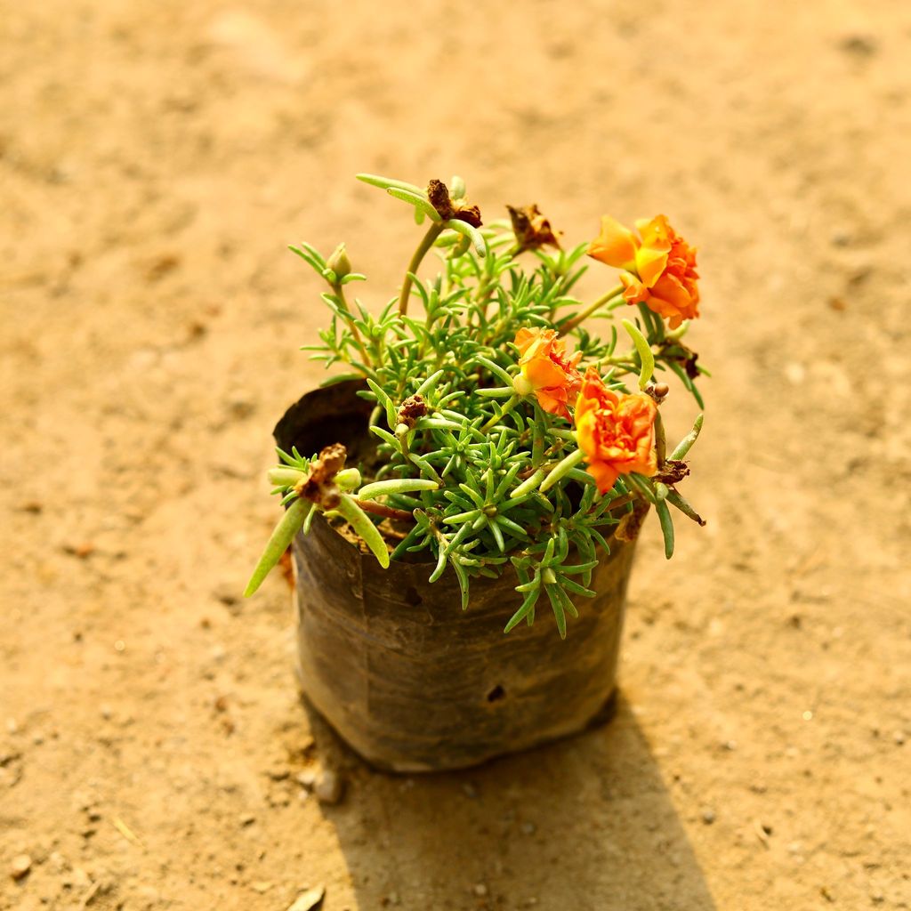 Portulaca Moss Rose (any colour) in 4 Inch Nursery Bag