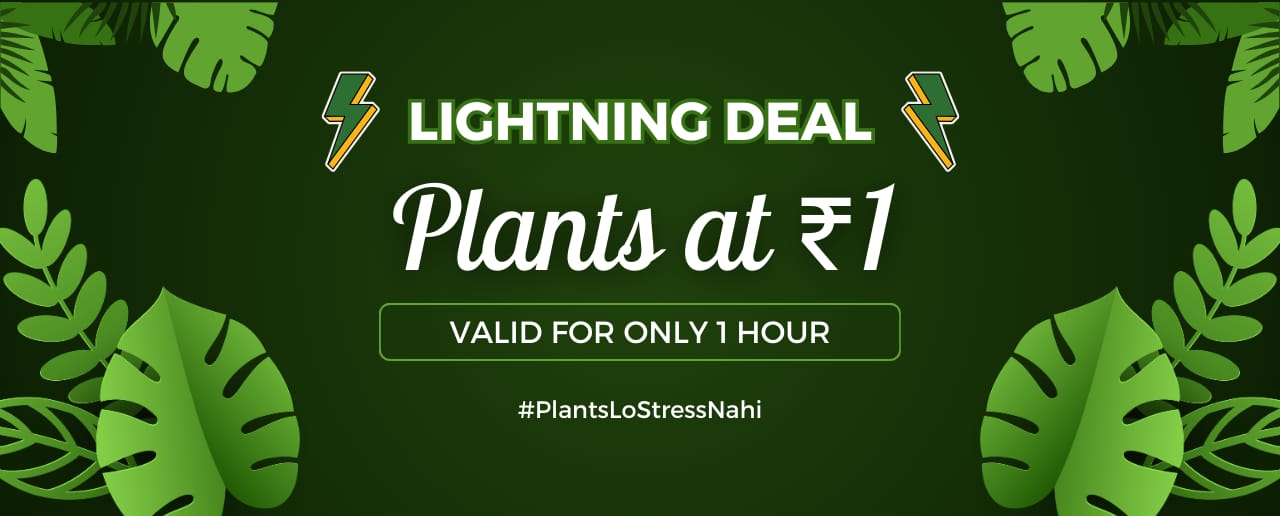 Lightning Deal Plant At Re. 1