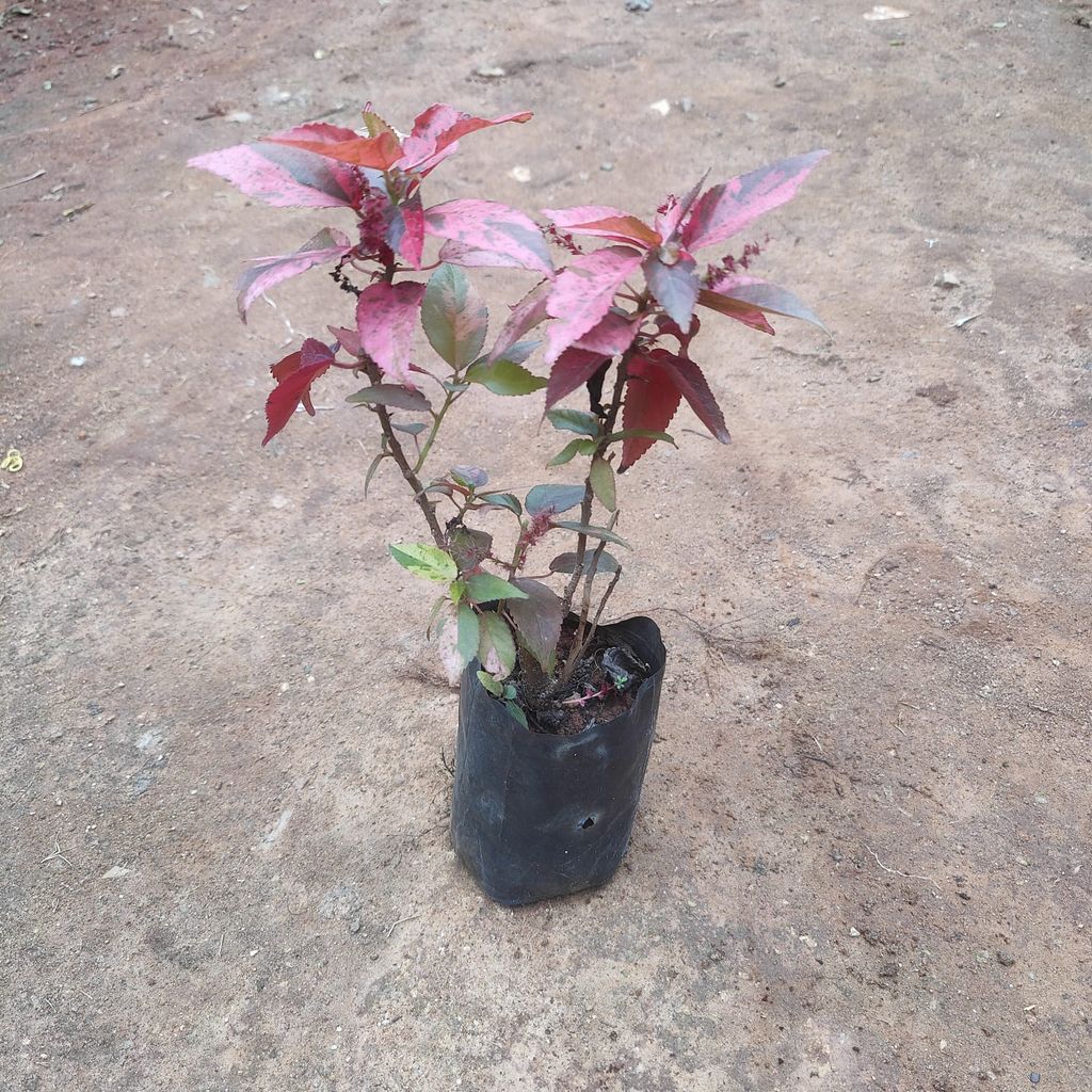 Acalypha�Red in 4 Inch Nursery Bag