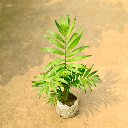 Buy Chamaedorea Palm in 4 Inch Nursery Bag Online | Urvann.com