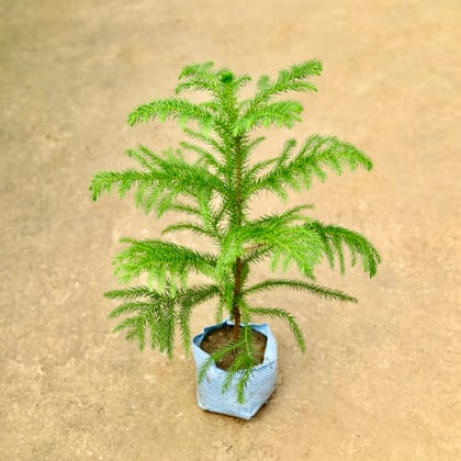 Buy Araucaria / Christmas Tree in 5 Inch Nursery Bag Online | Urvann.com