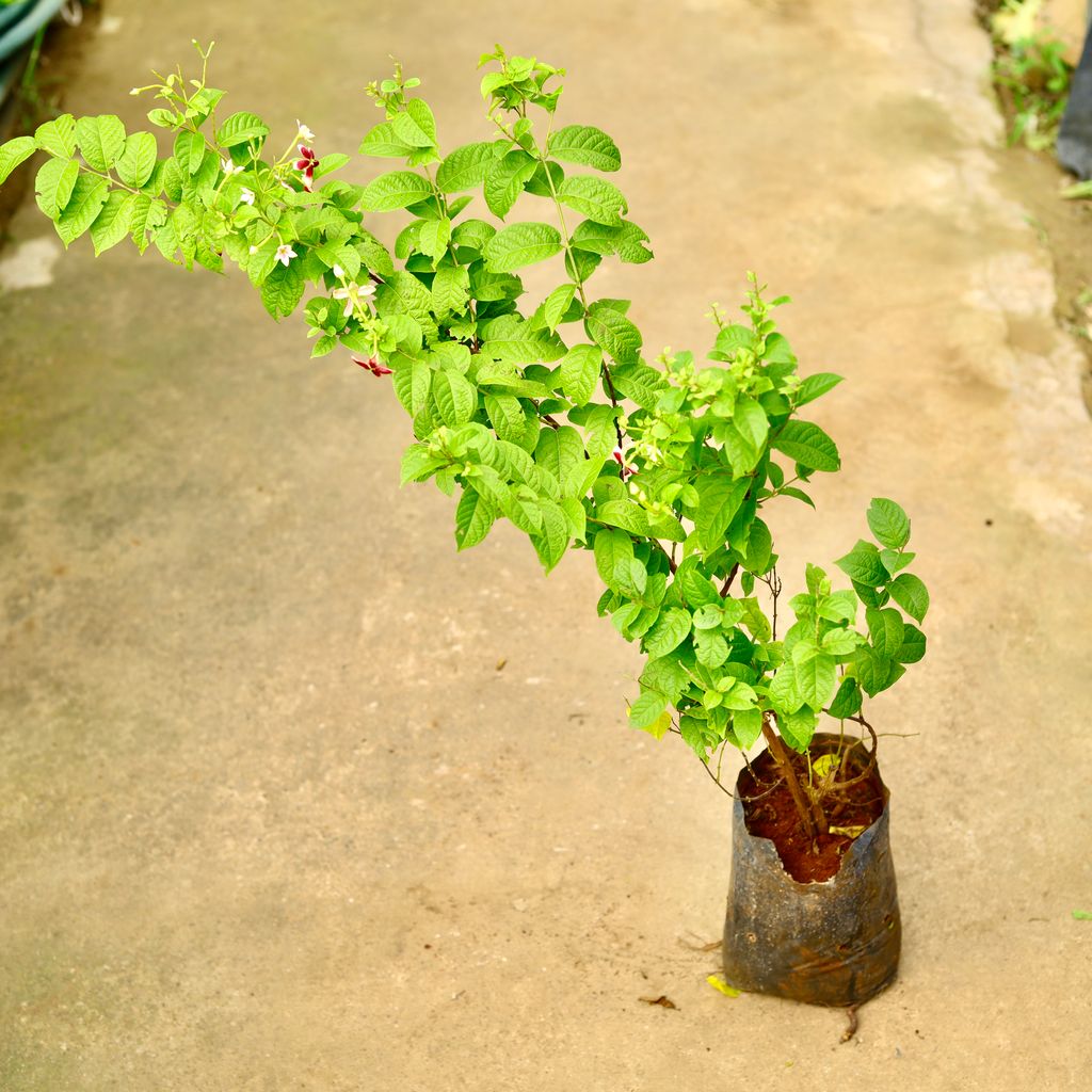 Madhu Malti / Rangoon Creeper in 8 Inch Nursery Bag