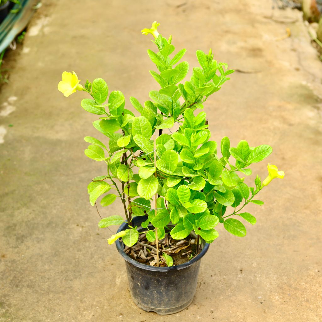 Allamanda Yellow Creeper in 10 Inch Nursery Pot