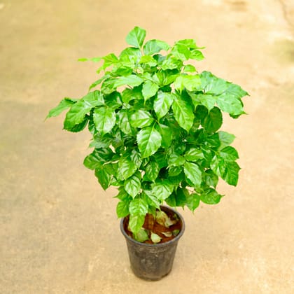 Buy Radermachera / China Doll in 6 Inch Nursery Pot Online | Urvann.com