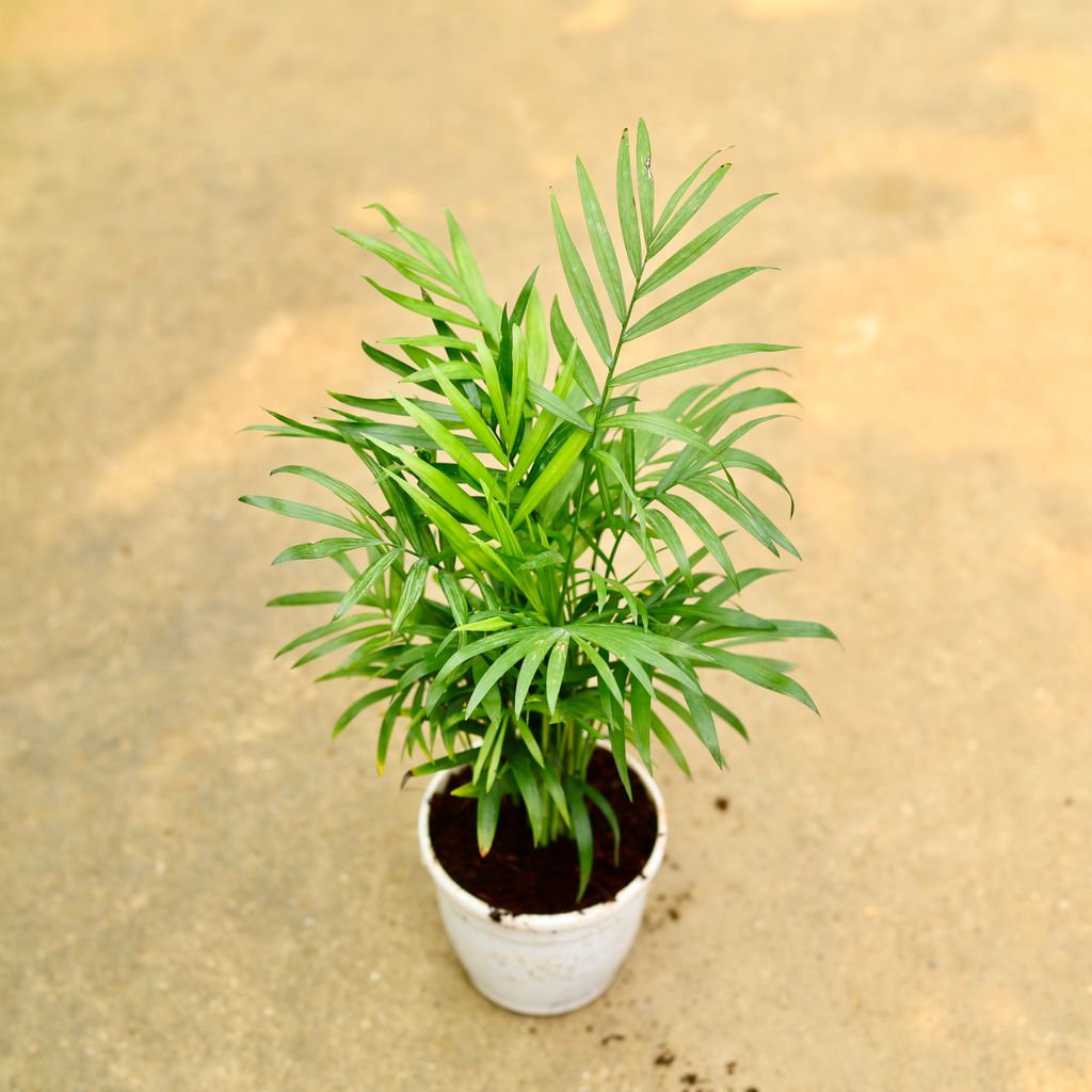 Chamaedorea Palm in 4 Inch White Nursery Pot