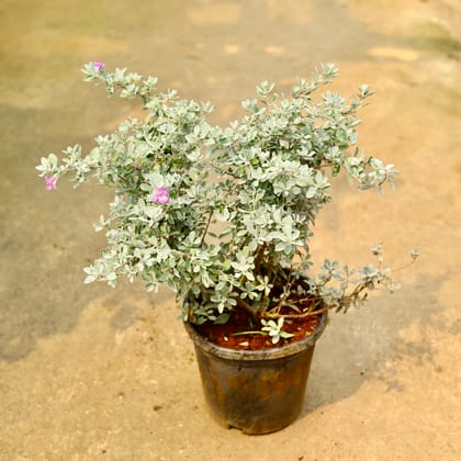 Buy Leucophyllum/Texas sage/Nikotia/Nicosia Plant in 8 Inch Nursery Pot Online | Urvann.com