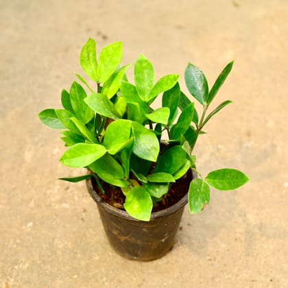 Buy Zz Green in 5 Inch Nursery Pot Online | Urvann.com