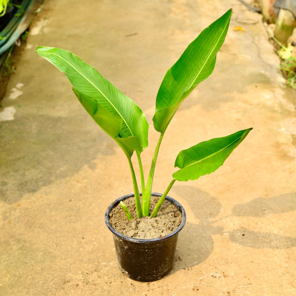 Traveller Palm in 10 Inch Nursery Pot