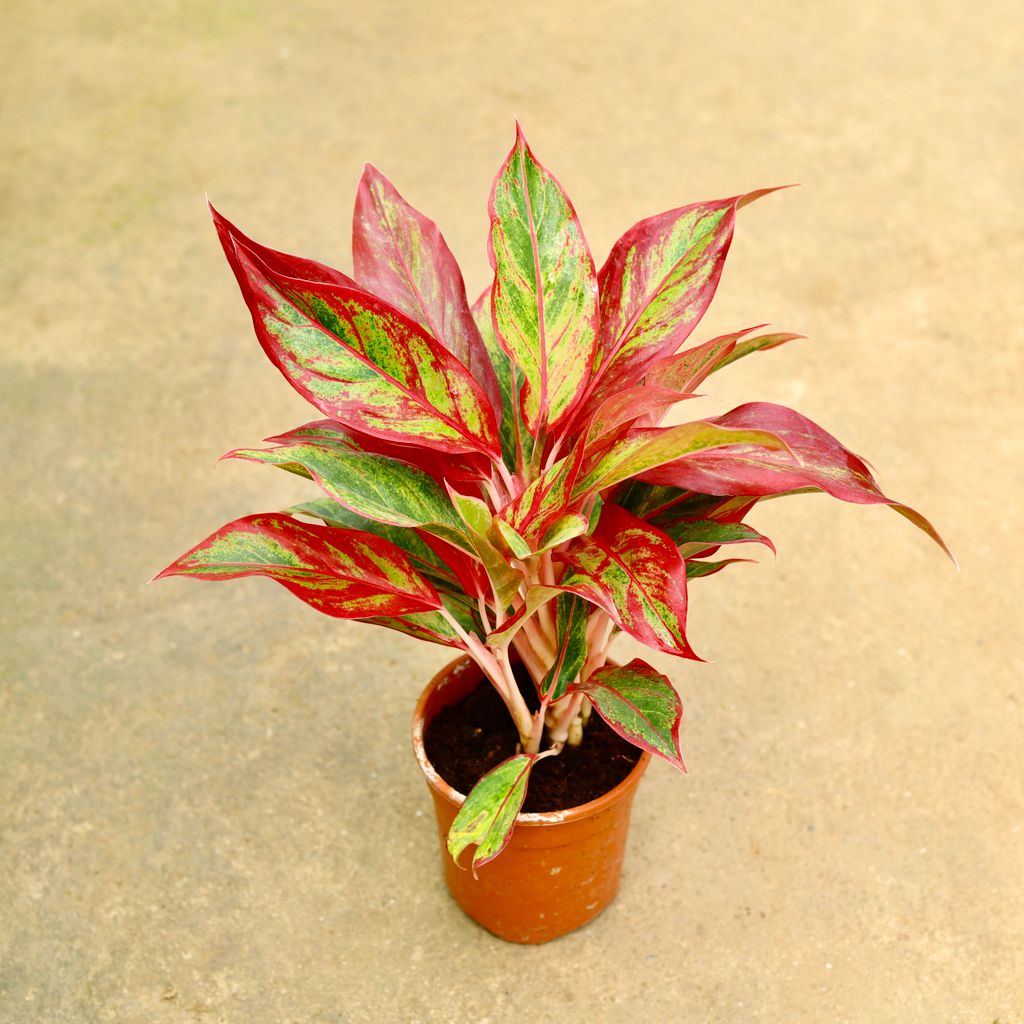 Aglaonema Lipstick in 5 Inch Nursery Pot