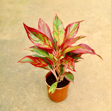 Buy Aglaonema Lipstick in 5 Inch Nursery Pot Online | Urvann.com