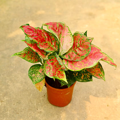 Buy Aglaonema Red Ruby in 5 Inch Nursery Pot Online | Urvann.com