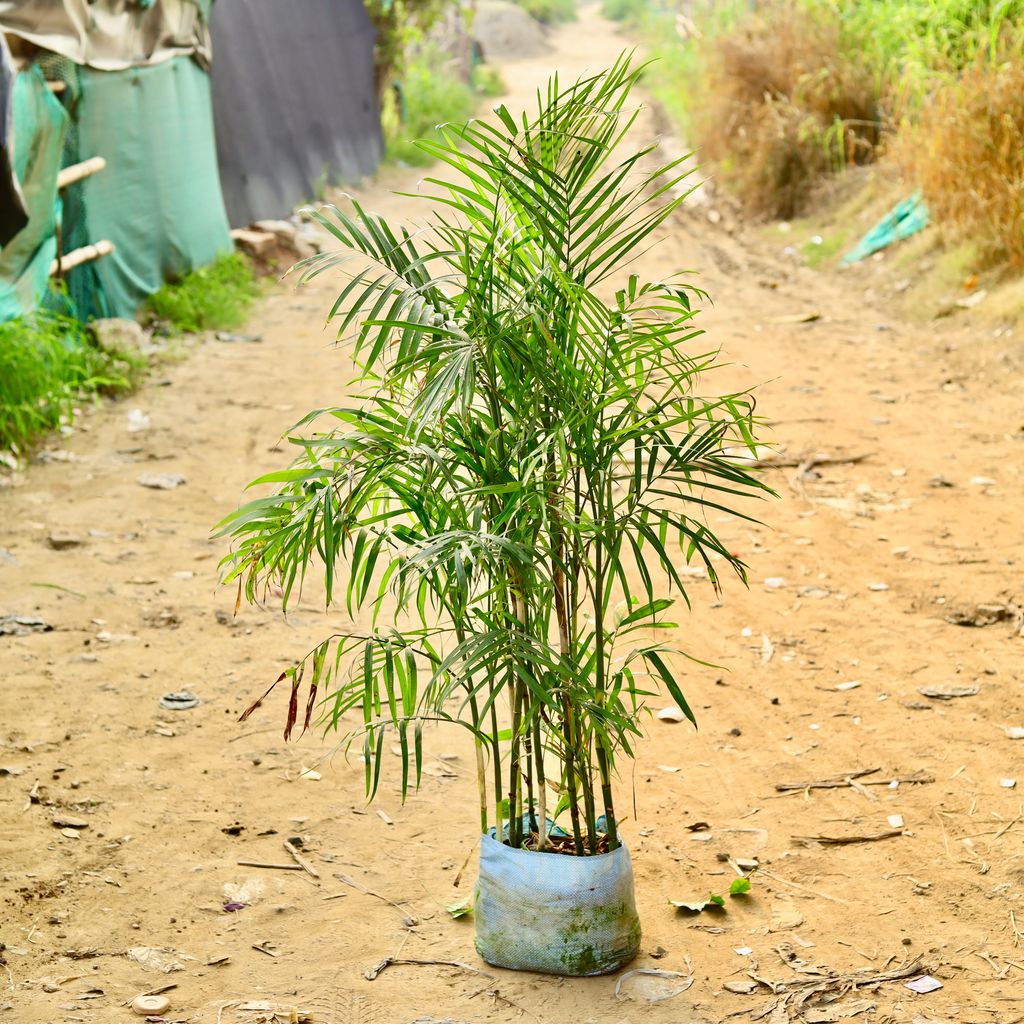 Cane Palm in 12 Inch Nursery Bag